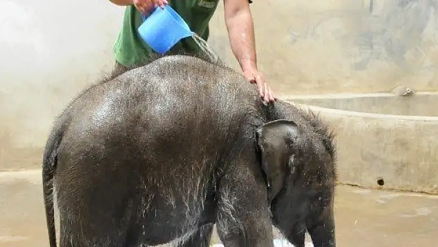 Yavru fil İzmir'in banyo keyfi