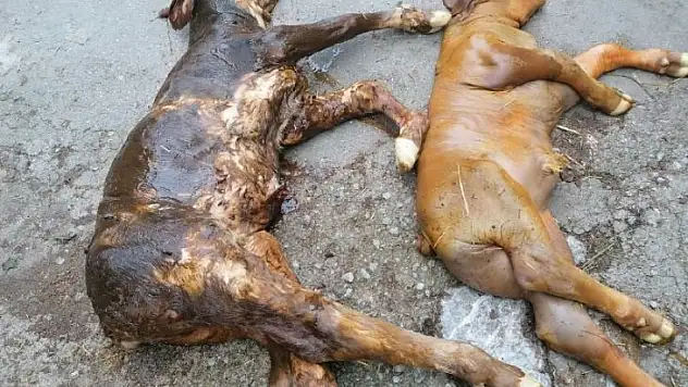 Yeni doğan buzağılar görenleri şaşkına çevirdi