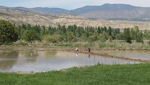Tosya pirinci toprakla buluşuyor