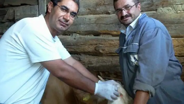 138 Bin 160 Baş Hayvana Brucella Aşısı Yapıldı