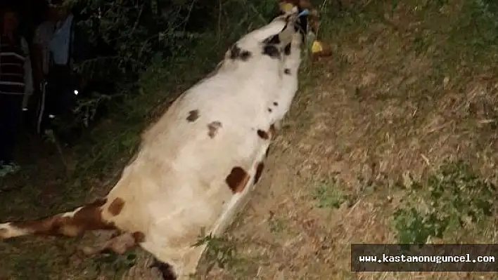 Domuz Tuzağına Takılan İnek Boğuldu