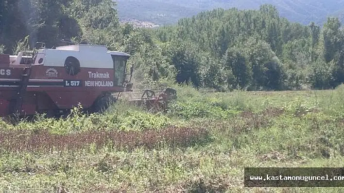 Tosya'da İlk Defa Ekilen ASPİR'in Hasadı Yapıldı