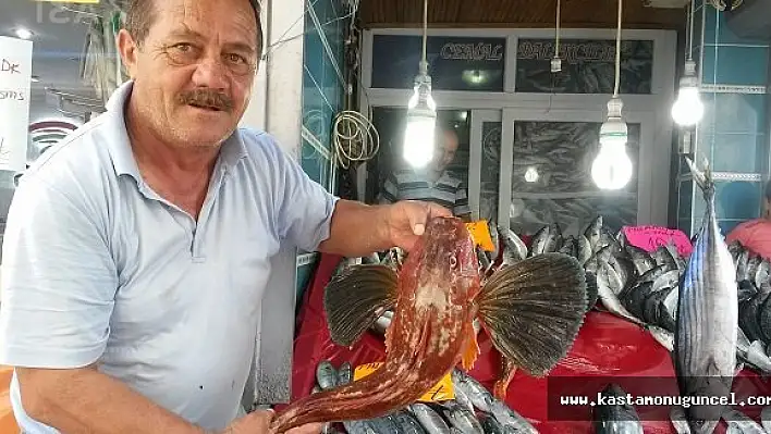 6 Kg'lik Kırlangıç Balığı