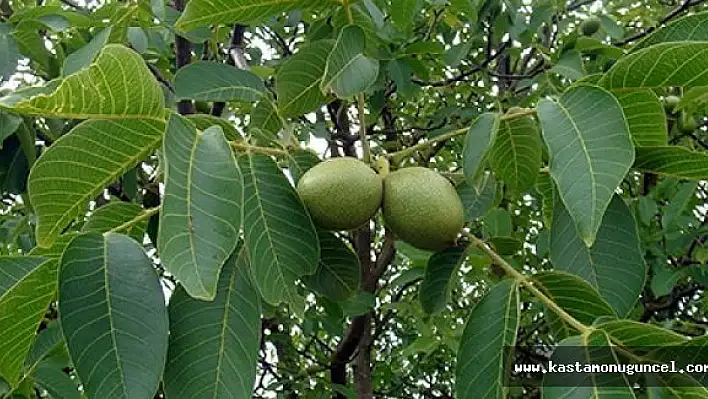 Ceviz Ağacından Düşen Adam Öldü
