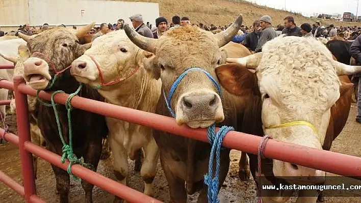 Kastamonu'da 21 bin 509 baş hayvan kesimi yapıldı