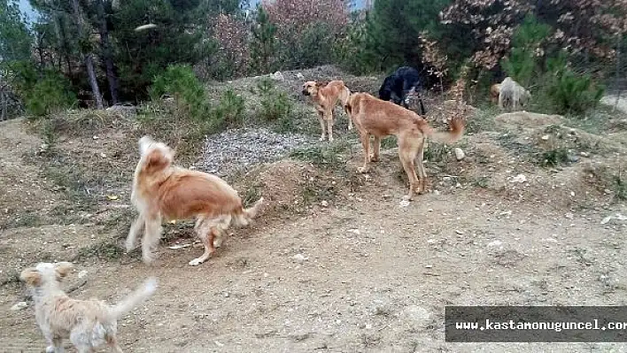 Sokak Köpeklerini Ölüme Terk Ettiler
