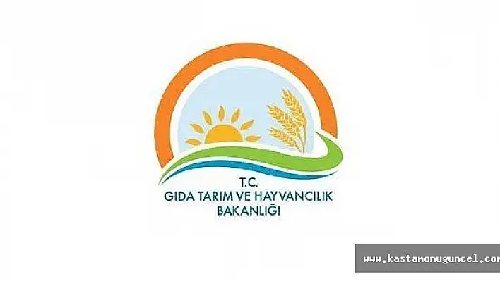 Sahipsiz köpek ölümleri hakkında açıklama yapıldı
