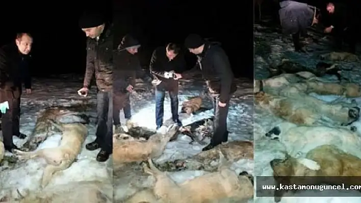 9 Köpek, Zehirlenerek Çöplüğe Atıldı