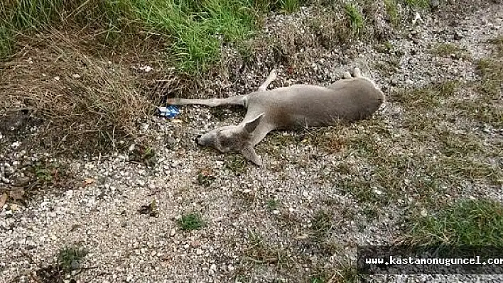 Otomobilin Çarptığı Karaca Telef Oldu