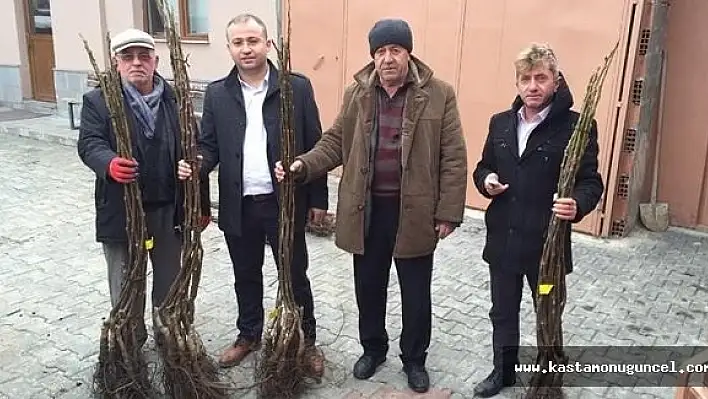 Taşköprü ve Abana'da Ceviz Fidanı Dağıtıldı