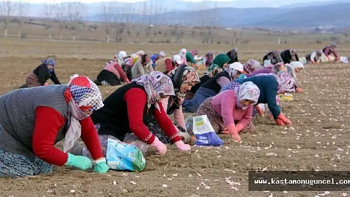 &quotBeyaz Altın"ın Ekimi Başladı