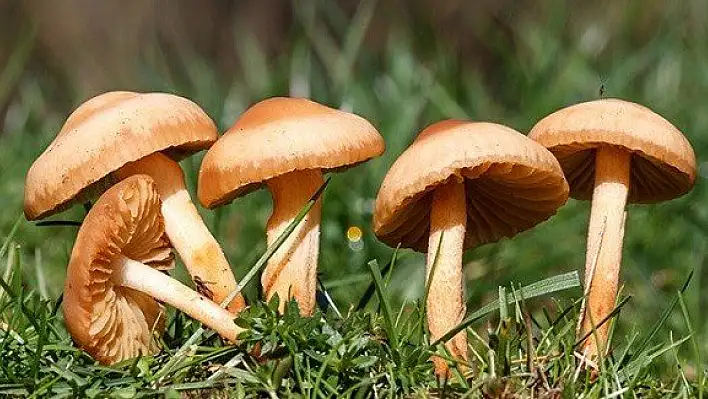 Kastamonu'da bir kişi yediği mantardan zehirlendi