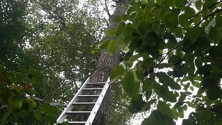 Kavak ağacından düştü, hayatını kaybetti