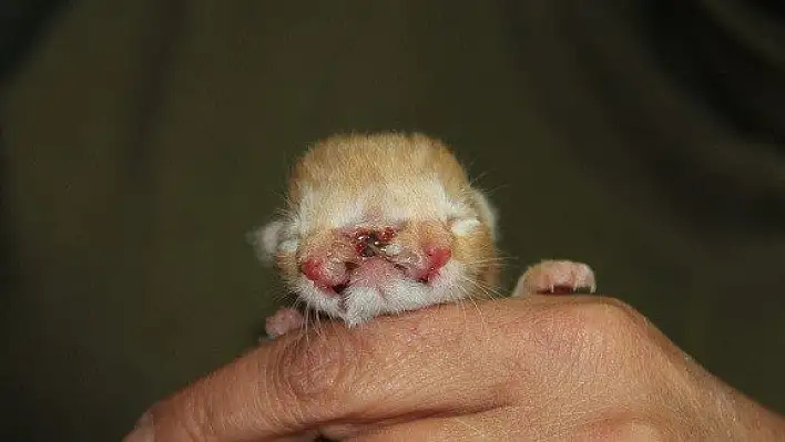 3 gözlü, 2 burunlu doğan kedi, görenleri şaşırttı