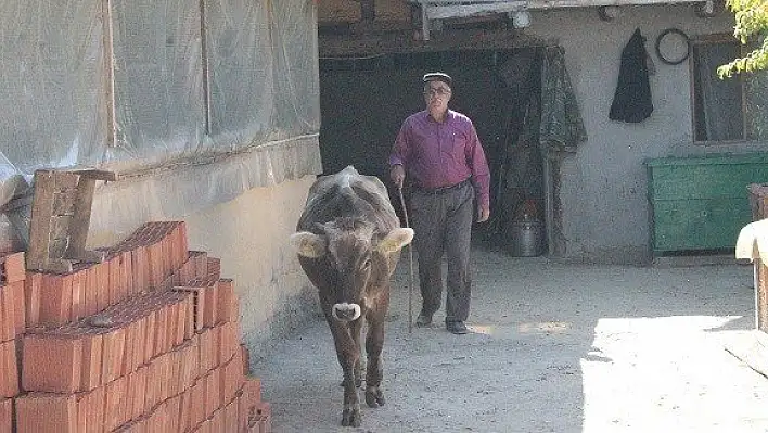 Yeni köylerinde ahır olmayınca, buzağılarına evlerinde bakıyorlar