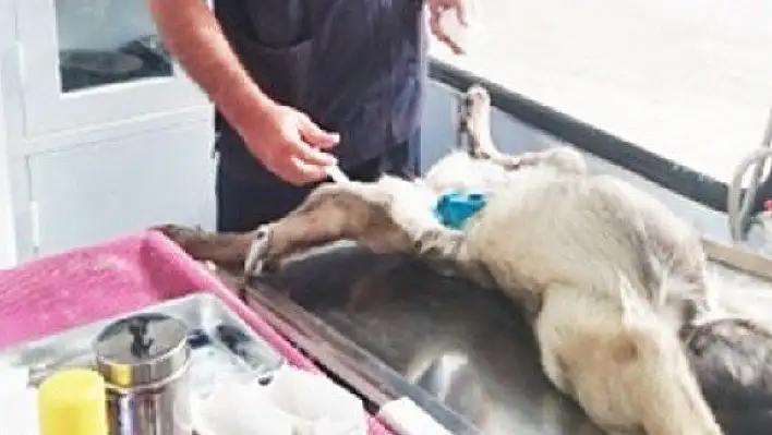 Ağlı'da sokak hayvanları kısırlaştırılıyor