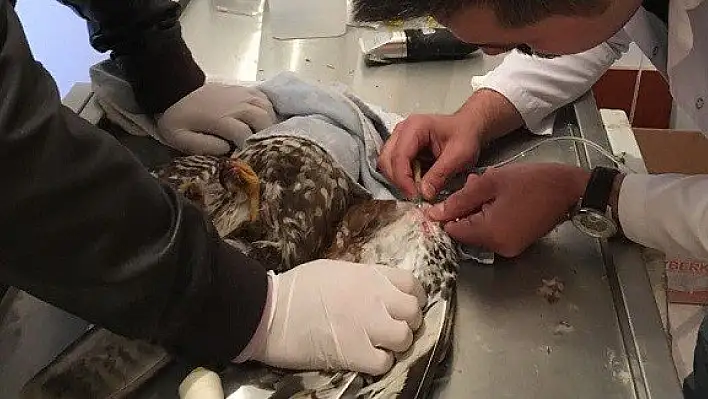 Kastamonu'da yaralı doğan, tedavi altına alındı