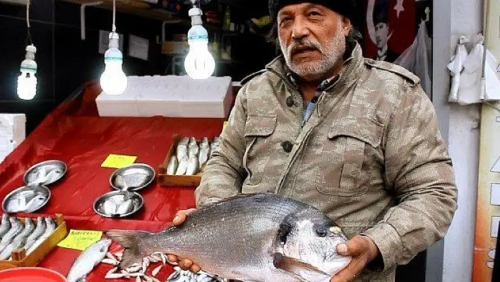 4 kiloluk çupra balıkçıları şok etti