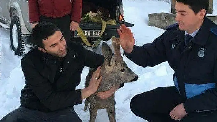 Çaya düşen yaralı Karaca, doğaya geri bırakıldı