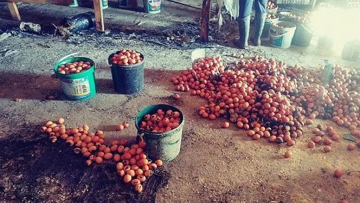 Çiftlikte çıkan yangında binlerce yumurta kül oldu