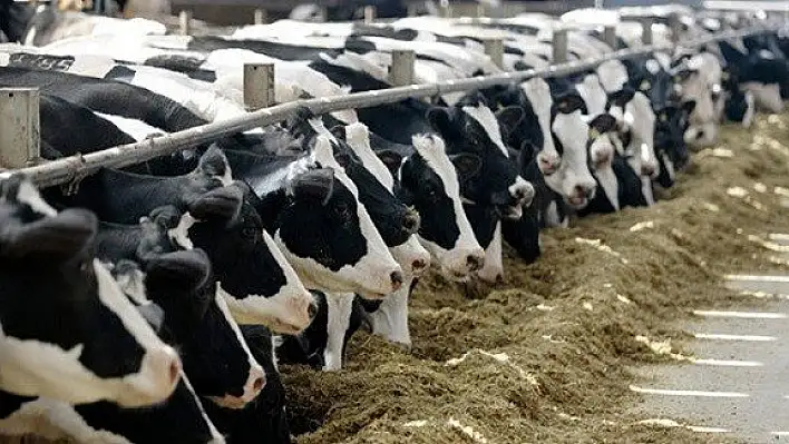 Devrekani'ye Damızlık Üretim Merkezi kurulacak