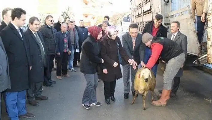 Kastamonu'da 9 çiftçiye 360 koyun verildi