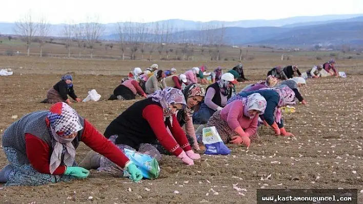 Kastamonu'da 'beyaz altın'ın ekimi başladı