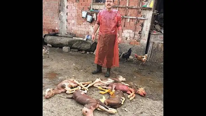 Kastamonu'da beşiz buzağılar ölü doğdu