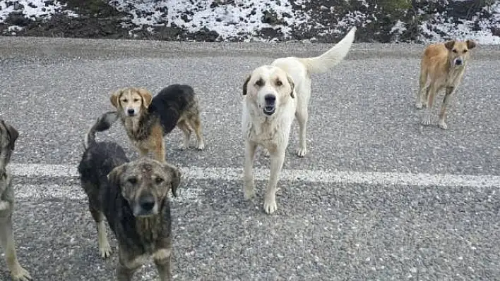 Sokak köpekleri açlığa terkedildi