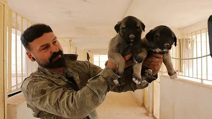 Zengin Arapların satın alamadığı tek hayvan