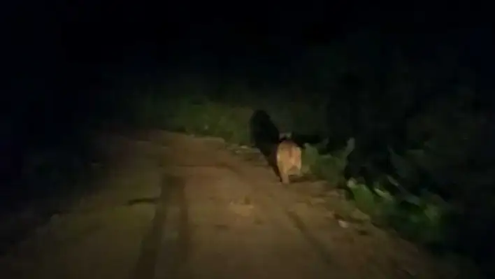 Ayı, köy yolunda önüne çıkan aracı taşladı