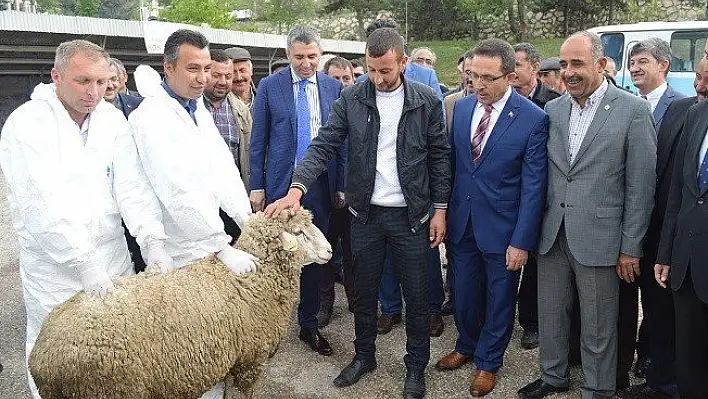 37 kişiye 80 merinos koyun dağıtıldı