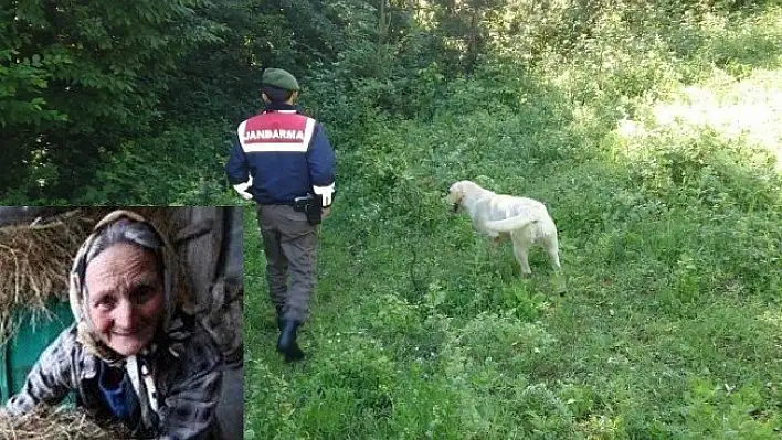 Dağ çileği toplamaya giden yaşlı kadın ormanda kayboldu