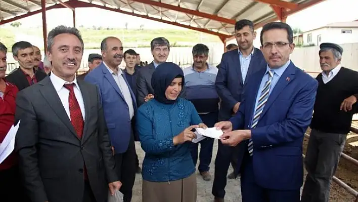 Kastamonu'da 29 yetiştiriciye 176 büyükbaş hayvan dağıtıldı