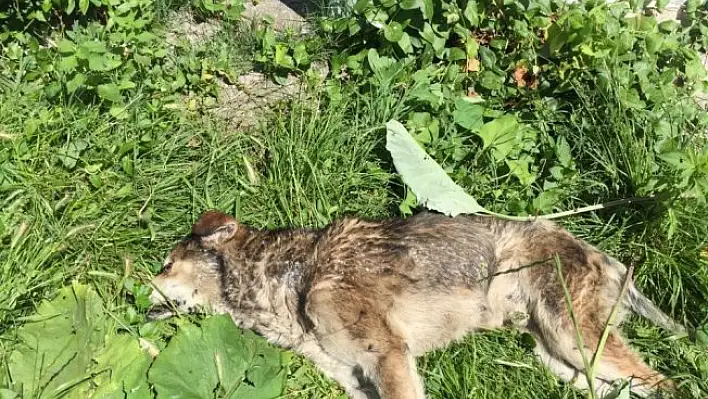 Kastamonu'da 14 köpek ile 18 kedinin zehirlenme iddiası!