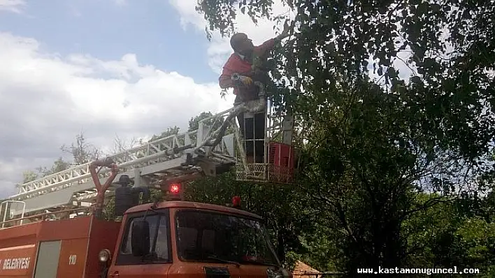 Kastamonu'da ağaçta mahsur kalan kediyi itfaiye kurtardı