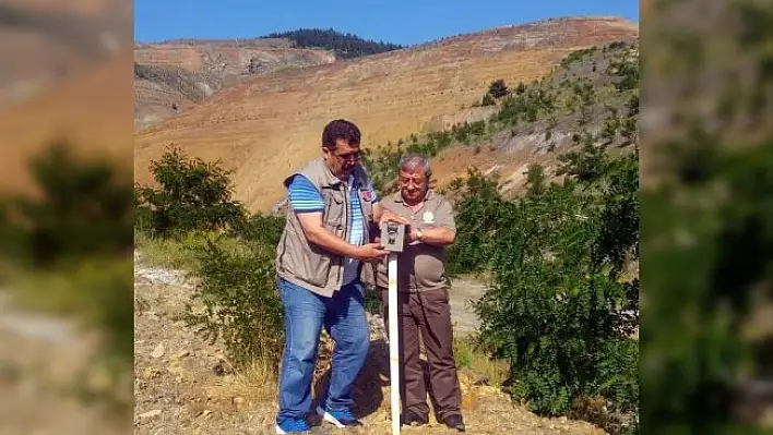 Küre'de ayılar işçilerin korkulu rüyası oldu