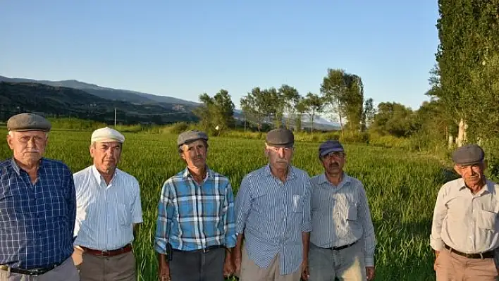 Tosya'da çeltik üreticileri perişan durumda