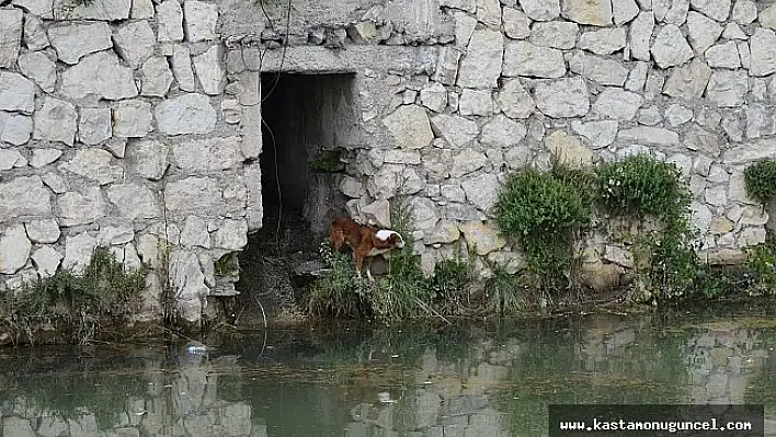Rögarda mahsur kalan köpek, 6 saat sonra kurtarılabildi