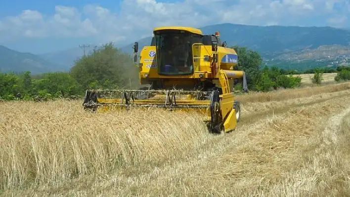 Tosya'da hububat hasadı 13 biçerdöverle rekora gidiyor