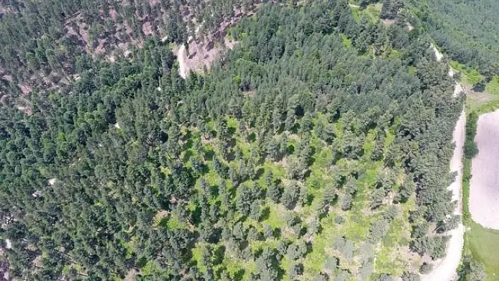 Kastamonu ve Sinop ormanları gençleşiyor