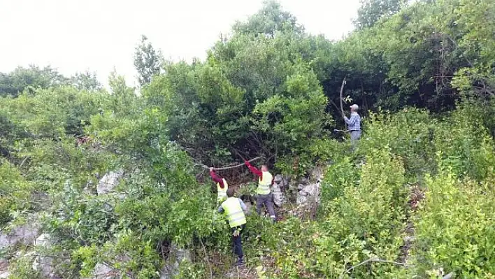 Kastamonu ve Sinop'ta, defne üretiminde hedefler aşıldı