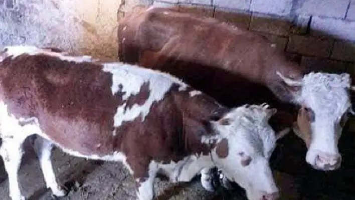 Kastamonu'da 7 koyun, 9 büyükbaş hayvan çalındı