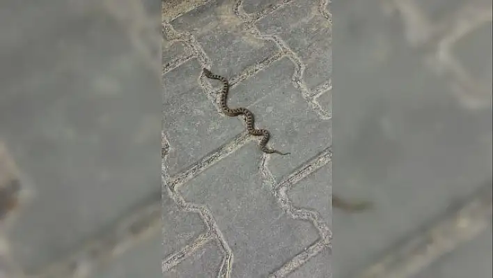 Küre'de yeni Kafkas burunlu engerek yılanı türü tespit edildi