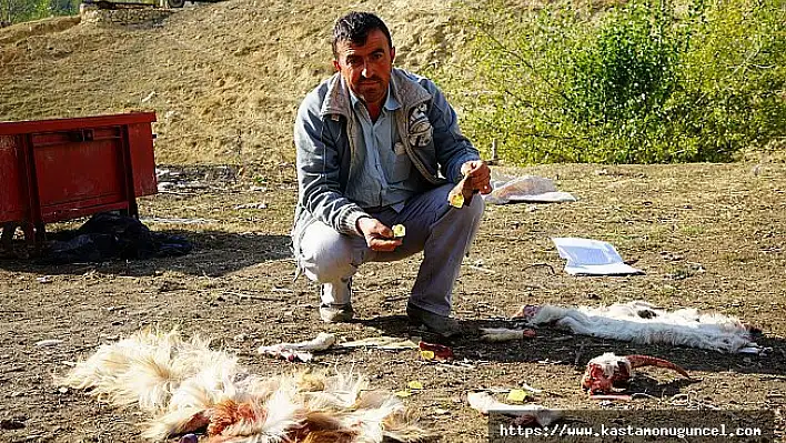 Sürüye saldıran ayılar, hayvanları parçaladı
