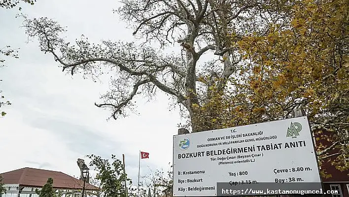 Tarihi çınarın dalları tehlike oluşturuyor