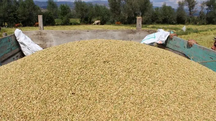 Tosya'da 5 bin ton çeltik hasadı yapıldı