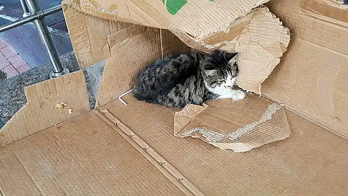 Ayakları kırılan yavru kediye öğrenciler sahip çıktı