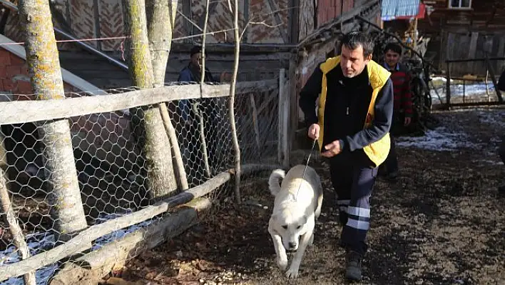 Köpeklerin enkazdan ayrılmaması, adeta katliamı anlatmış