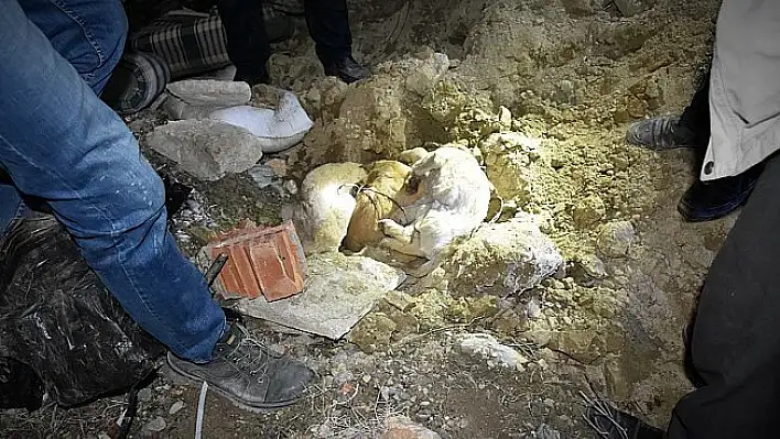 Emniyetten köpek ölümleriyle ilgili açıklama yapıldı
